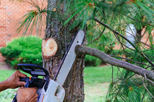 Best Tree Removal Services  in Coal Valley, IL